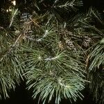 Pinus echinata Staniste