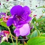 Tibouchina urvilleana Fleur