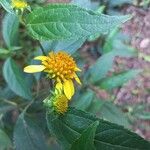 Tilesia baccata Flors