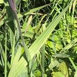 Gladiolus × byzantinus Blad