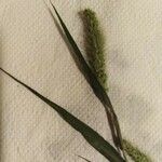 Setaria viridis Cvet