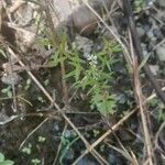 Polygala paniculata Ліст