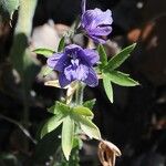 Staphisagria macrosperma ᱵᱟᱦᱟ