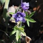 Delphinium staphisagria Fiore