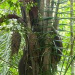 Oenocarpus bataua Flor
