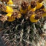 Ferocactus wislizeni Fruto