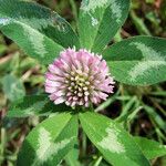 Trifolium pratense फूल