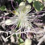 Capparis spinosa Virág