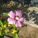 Hibiscus syriacusFlor