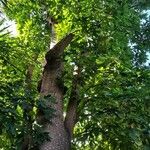 Brachychiton acerifolius Schors