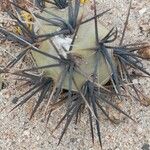 Tephrocactus alexanderi Hoja