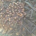 Grevillea robusta Fruit