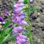 Penstemon speciosus Fiore