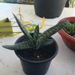 Gasteria disticha Leaf