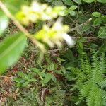Hirtella tubiflora ശീലം