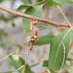 Salix acmophylla