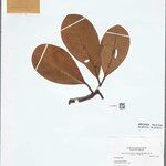 Clusia insignis Hoja