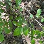 Vaccinium pallidum Hoja