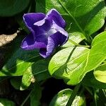 Vinca difformis Flors