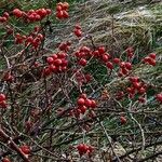 Rosa dumalis Fruit