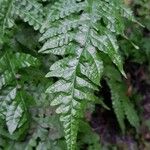 Tectaria gemmifera पत्ता