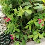 Weigela floridaЦвят