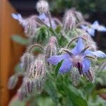 Borago officinalisBloem