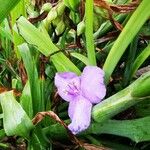 Tradescantia virginiana Corteza