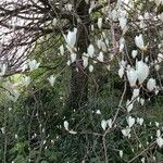 Sorbus aria Habitus