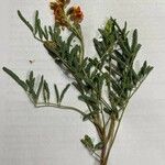 Hoffmannseggia glauca Leaf