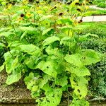 Inula magnifica عادت داشتن