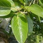 Ficus benghalensisList