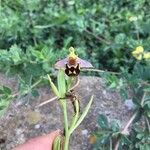 Ophrys apiferaFlors