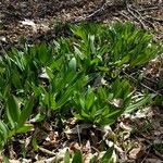 Allium tricoccum Feuille