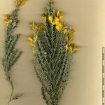 Genista microphylla Sonstige