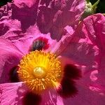 Cistus × purpureus Bloem