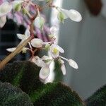 Begonia solimutata 花