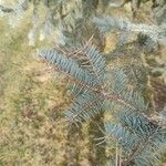 Picea pungens برگ