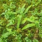 Blechnum spicant 葉