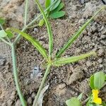 Coronilla securidaca Fruit