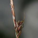 Carex mucronata Fruto