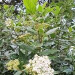 Viburnum rigidum Feuille