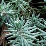 Petrosedum forsterianum Blad