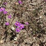 Spergularia purpurea Blüte