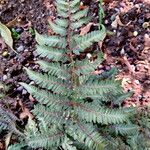 Athyrium niponicum Folla