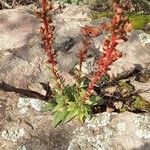 Dudleya lanceolata Yaprak