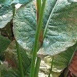 Bistorta amplexicaulis Coajă