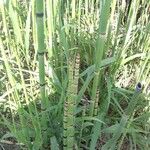 Equisetum laevigatum পাতা