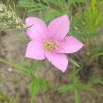 Sabatia campestris Flower