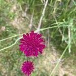 Knautia macedonica Kvet